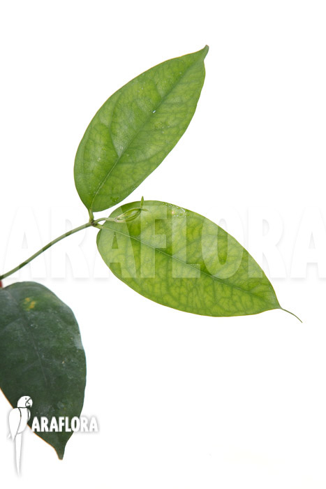 Hoya campanulata &lsquo;Yellow&rsquo;