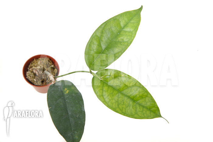 Hoya campanulata &lsquo;Yellow&rsquo;