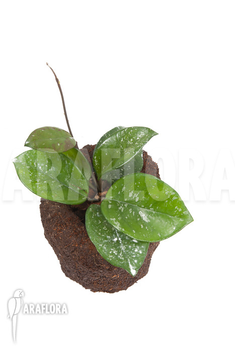 Hoya carnosa Freckles Splash