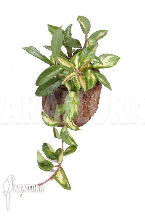 Hoya carnosa Krimson Princess