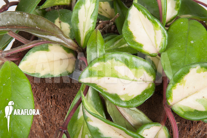 Hoya carnosa tricolor