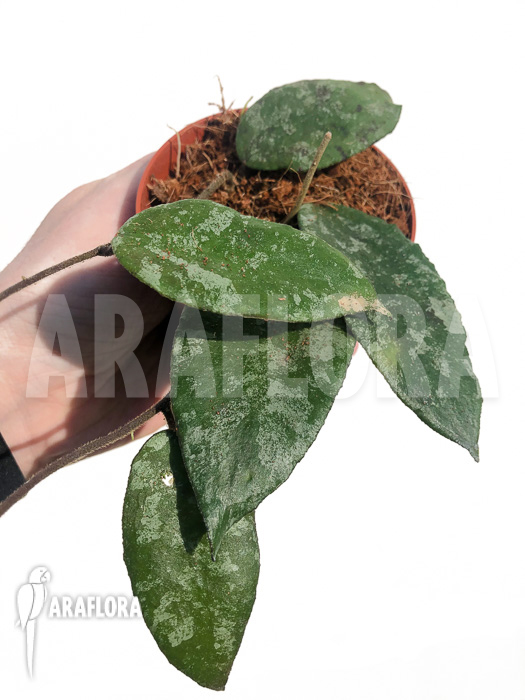 Hoya caudata &lsquo;leafcutting&rsquo;