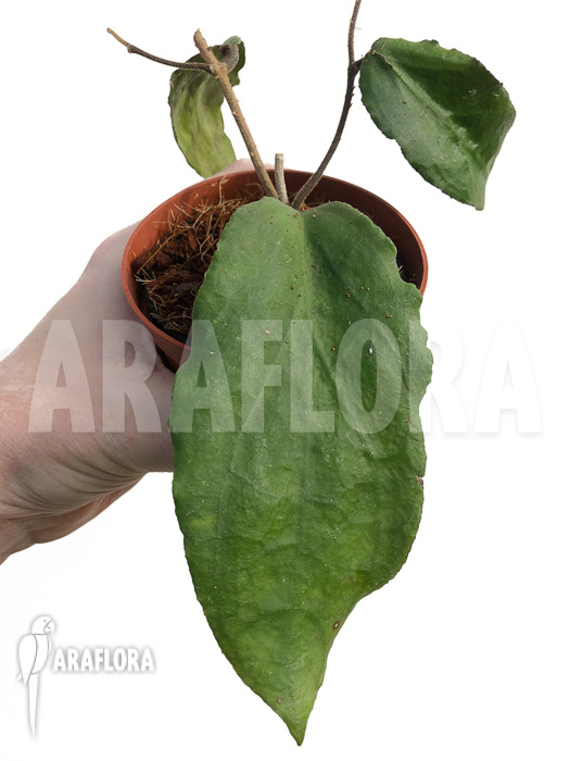 Hoya caudata (big leaf) &lsquo;leafcutting&rsquo;