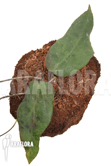 Hoya caudata (big leaf) &lsquo;leafcutting&rsquo;