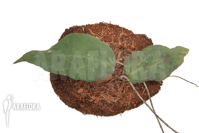 Hoya caudata (big leaf) &lsquo;leafcutting&rsquo;