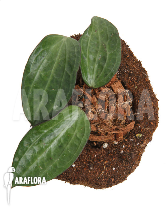 Hoya clandestina &lsquo;leafcutting&rsquo;