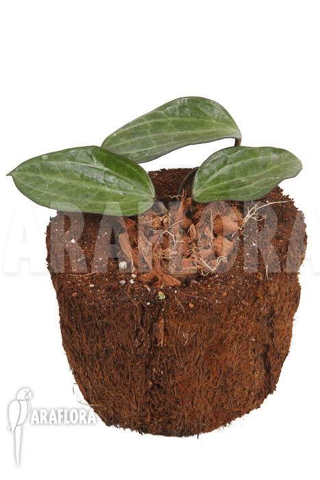 Hoya clandestina &lsquo;leafcutting&rsquo;