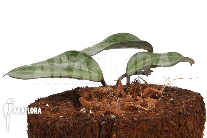 Hoya clandestina &lsquo;leafcutting&rsquo;