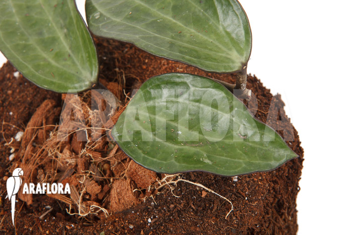 Hoya clandestina &lsquo;leafcutting&rsquo;