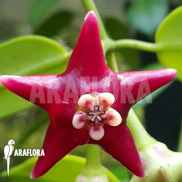 Hoya coronaria &lsquo;Red&rsquo; flower