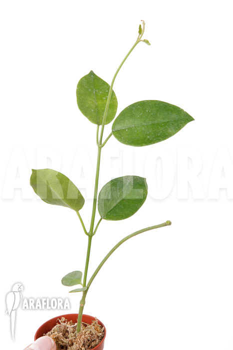 Hoya coronaria &lsquo;Red&rsquo; &lsquo;S&rsquo;