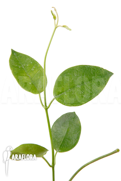 Hoya coronaria &lsquo;Red&rsquo; &lsquo;S&rsquo;