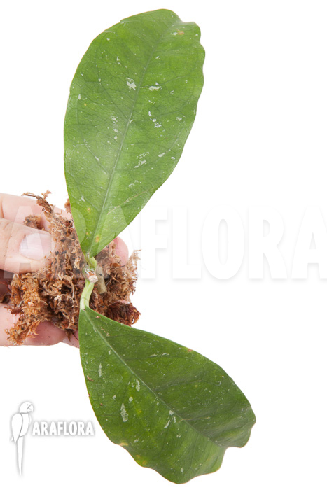 Hoya danumensis &lsquo;Kipandi&rsquo; cutting