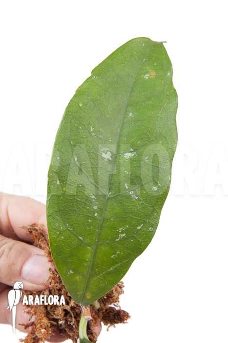 Hoya danumensis &lsquo;Kipandi&rsquo; cutting
