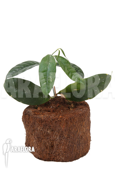 Hoya danumensis &lsquo;L&rsquo;