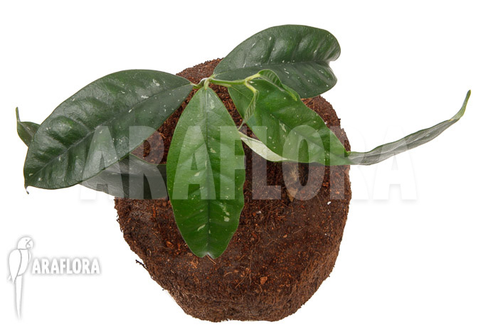 Hoya danumensis &lsquo;L&rsquo;