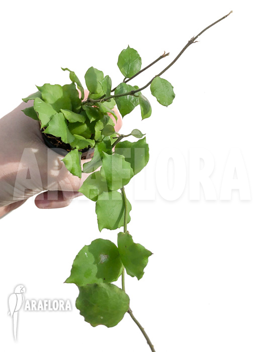 Hoya endauensis &lsquo;leafcutting&rsquo;