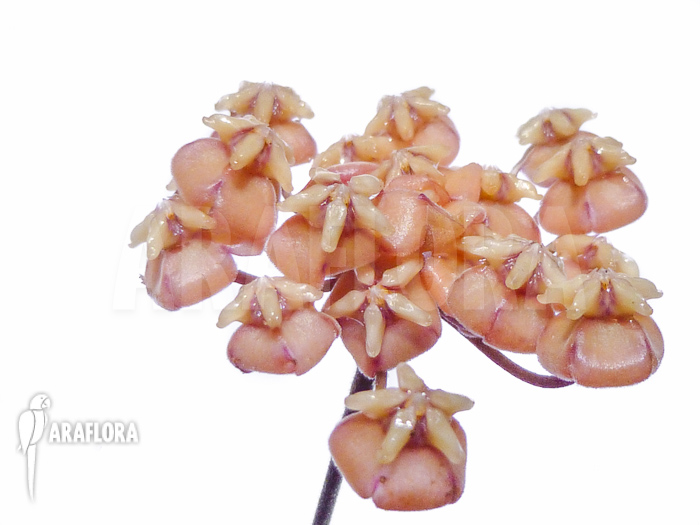 Hoya hasseltii flower