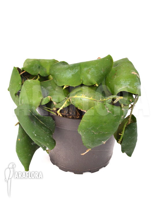 Hoya imbricata Green &lsquo;leafcutting&rsquo;