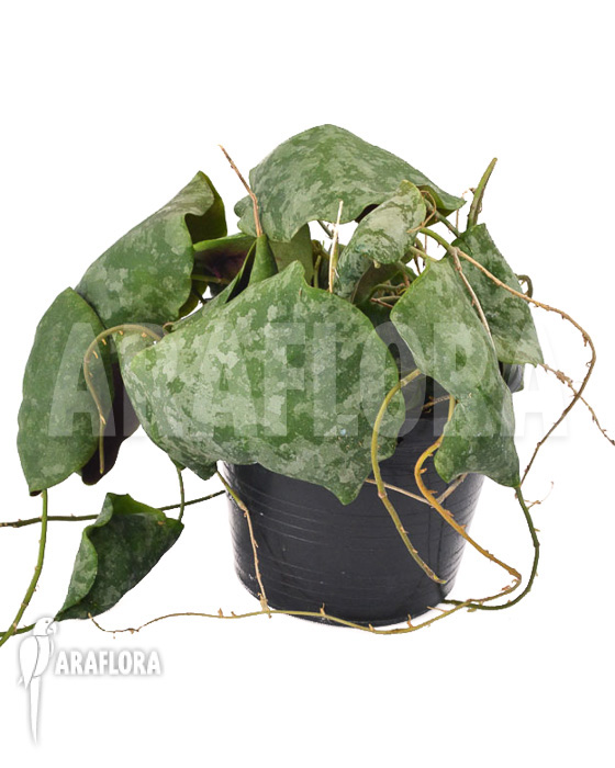 Hoya imbricata Maxima &lsquo;leafcutting&rsquo;