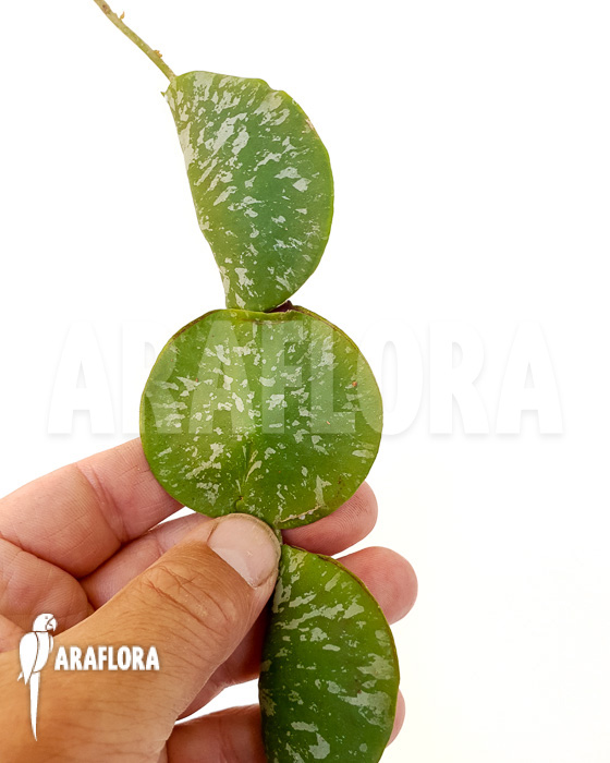 Hoya imbricata Maxima &lsquo;starter&rsquo;