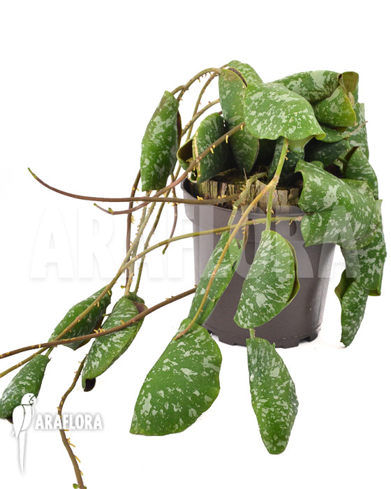 Hoya imbricata  &lsquo;leafcutting&rsquo;