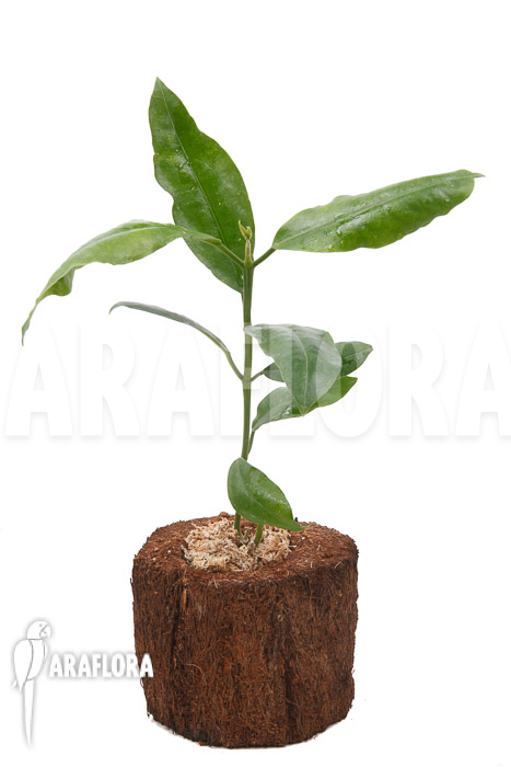 Hoya imperalis &lsquo;Red&rsquo;