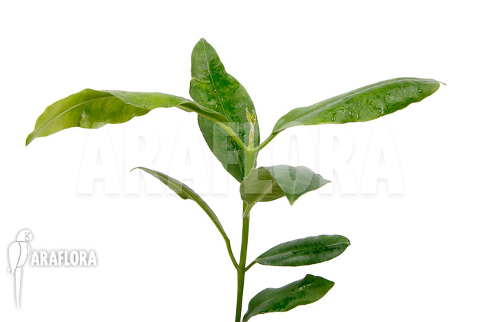 Hoya imperalis &lsquo;Red&rsquo;