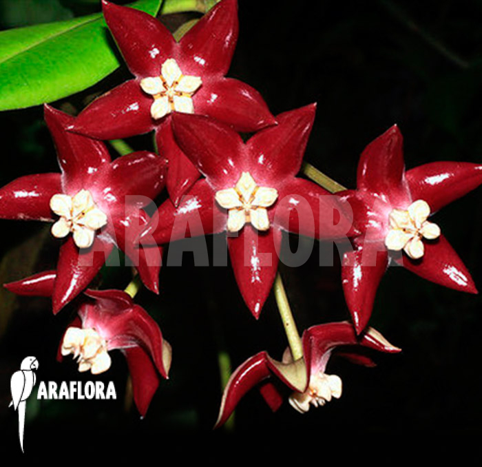 Hoya imperalis &lsquo;Red&rsquo; flower