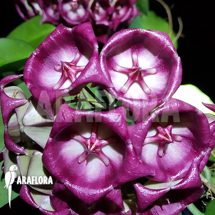 Hoya kaimuki &lsquo;Red&rsquo;