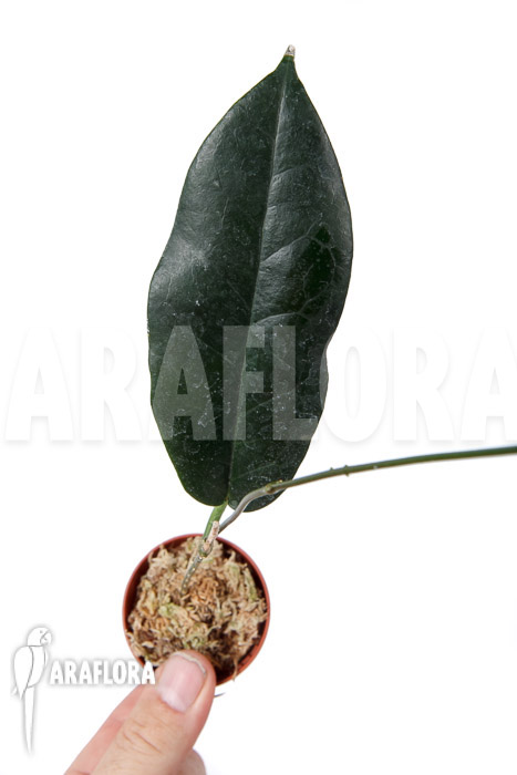 Hoya kaimuki &lsquo;Red&rsquo;