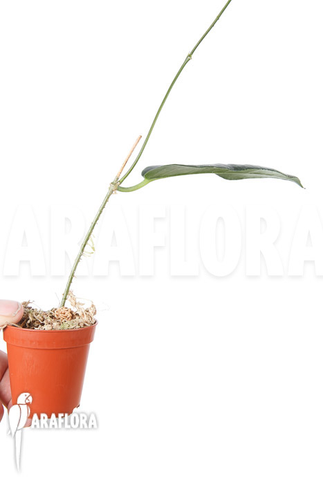 Hoya kaimuki &lsquo;Red&rsquo;