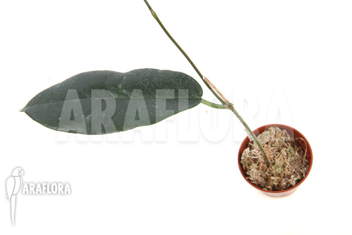 Hoya kaimuki &lsquo;Red&rsquo;