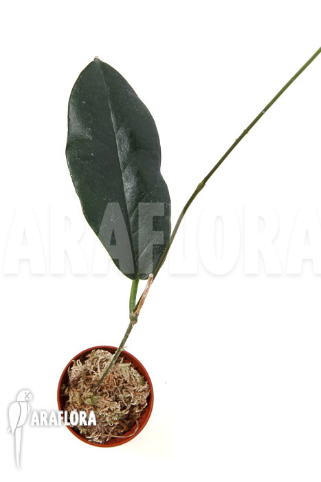 Hoya kaimuki &lsquo;Red&rsquo;