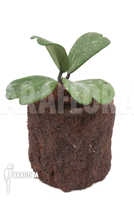 Hoya kerrii &lsquo;Splash&rsquo;