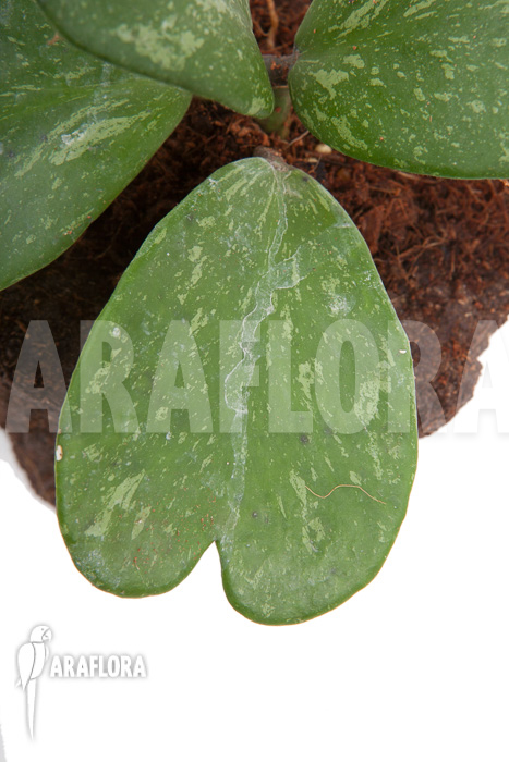 Hoya kerrii &lsquo;Splash&rsquo;