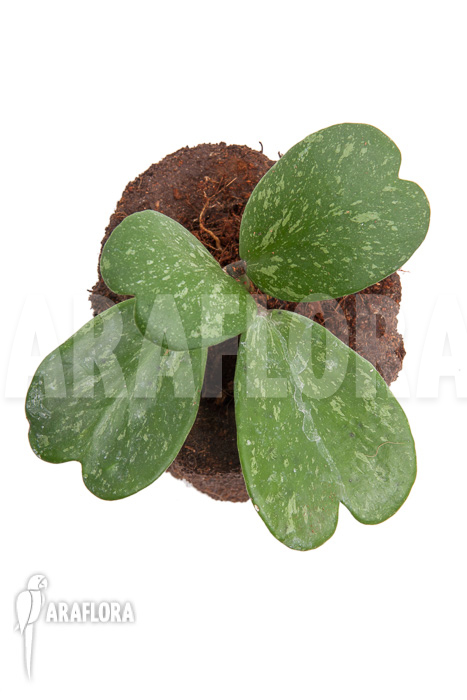 Hoya kerrii &lsquo;Splash&rsquo;