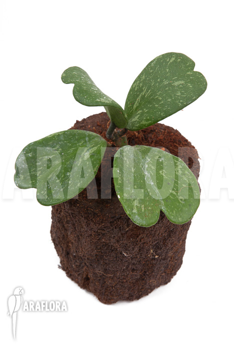 Hoya kerrii &lsquo;Splash&rsquo;