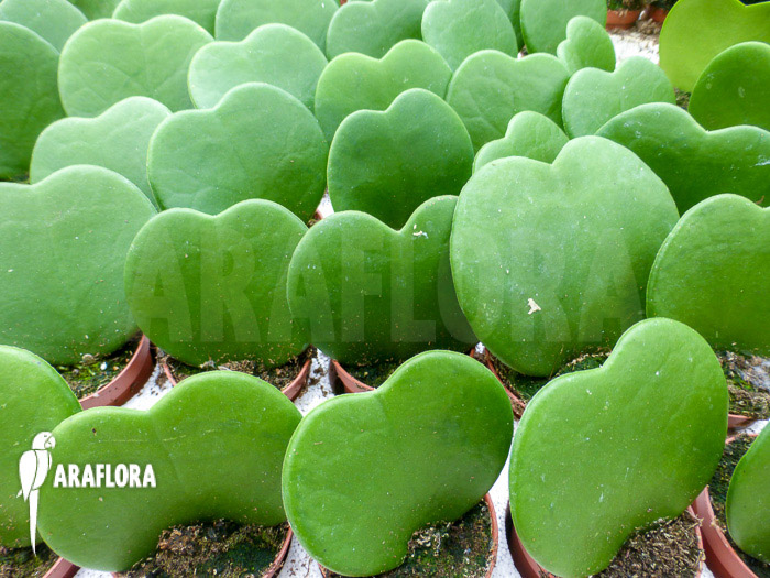 Hoya kerrii &lsquo;Starter&rsquo;