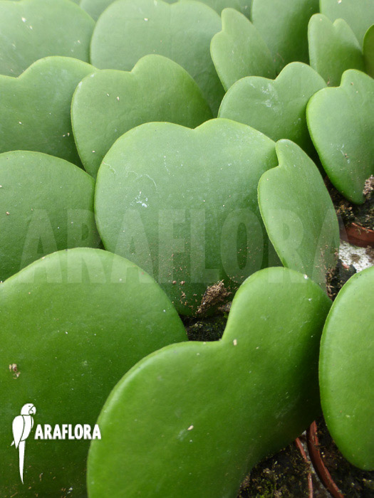 Hoya kerrii &lsquo;Starter&rsquo;