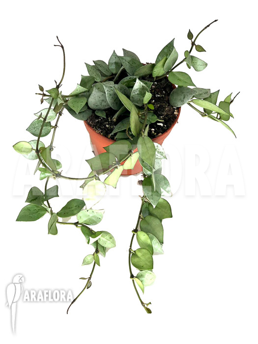 Hoya krohniana &lsquo;eskimo&rsquo;