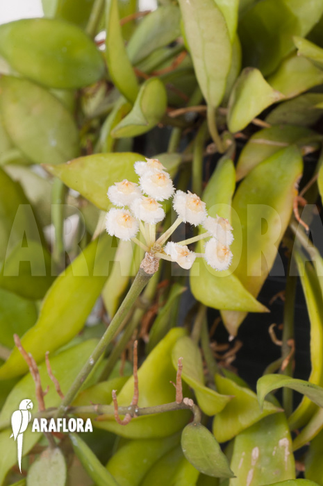 Hoya lacunosa
