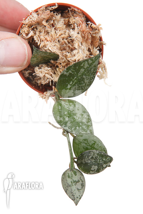 Hoya lacunosa &lsquo;Silver leaves&rsquo;