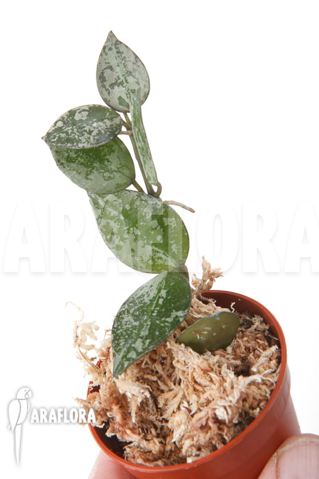 Hoya lacunosa &lsquo;Silver leaves&rsquo;