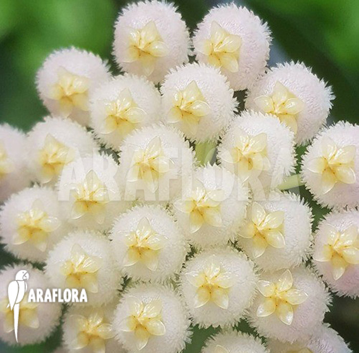 Hoya lacunosa &lsquo;Silver leaves&rsquo;