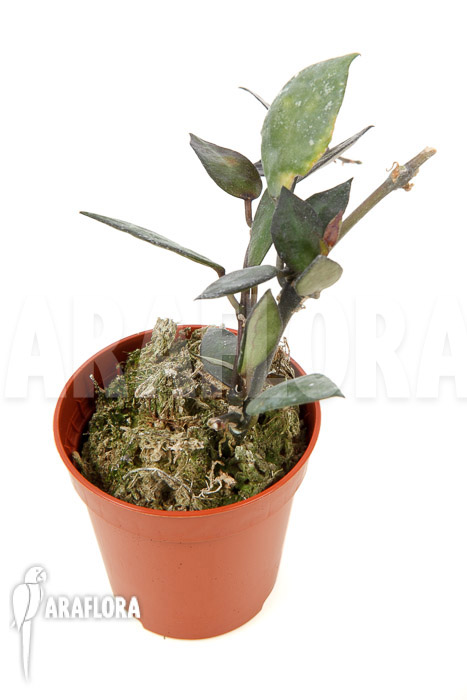 Hoya lacunosa &lsquo;Silver leaves&rsquo; Type B