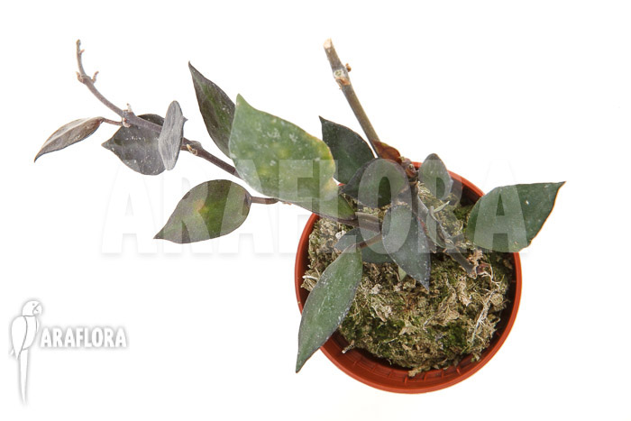 Hoya lacunosa &lsquo;Silver leaves&rsquo; Type B