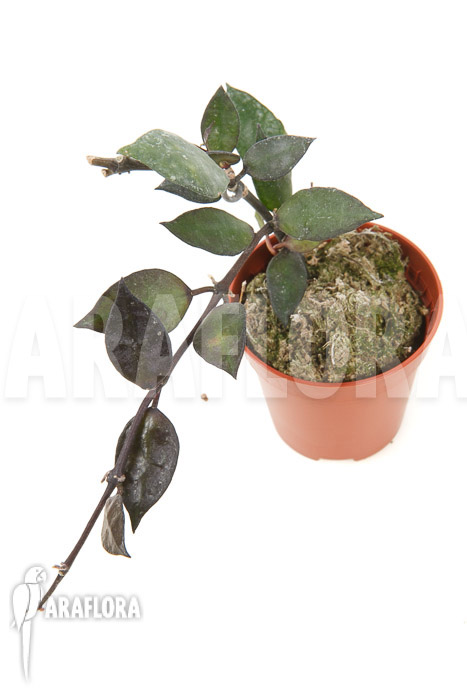 Hoya lacunosa &lsquo;Silver leaves&rsquo; Type B