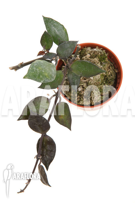 Hoya lacunosa &lsquo;Silver leaves&rsquo; Type B