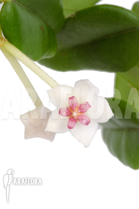 Hoya lanceolata ssp bella